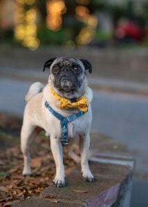 Banksy Pug Posed for outdoor portrait on old streets 